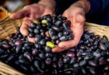 Cartoceto DOP, il Festival dell’Olio e dell’Oliva torna a celebrare l’oro verde delle Marche