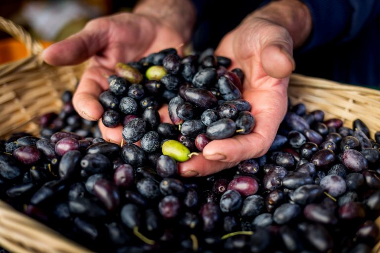 Cartoceto DOP, il Festival dell’Olio e dell’Oliva torna a celebrare l’oro verde delle Marche