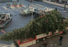 Pesaro, l’arrivo dell’abete in Piazza del Popolo: è alto 12 metri