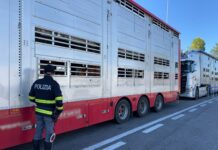 Trasporto irregolare di animali vivi: sanzioni per 2mila euro sull’A14