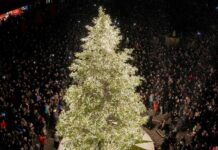 Pesaro accende la magia del Natale: il 29 novembre la città si illuminerà con l’albero in piazza