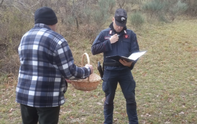 Tartufo, cani in eccesso e raccolta notturna: blitz dei Carabinieri Forestali, scattano le sanzioni