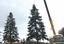 Fano, ecco l’albero di Natale 2025: accensione il 29 novembre (VIDEO)