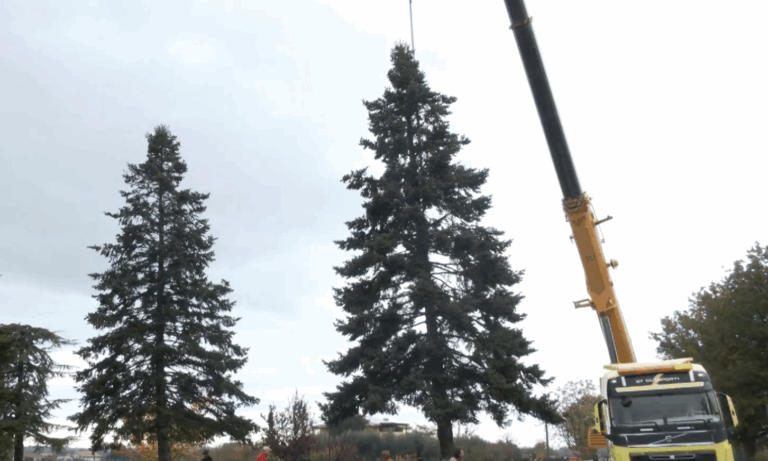 Fano, ecco l’albero di Natale 2025: accensione il 29 novembre (VIDEO)