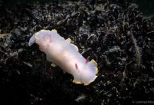 Le “sentinelle colorate” dell’Adriatico: aperitivo scientifico a Fano