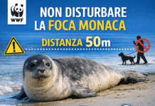 Foca monaca a Numana: un evento straordinario per il Conero. WWF Marche: “Rispetto e distanza: 50 metri per proteggerla”