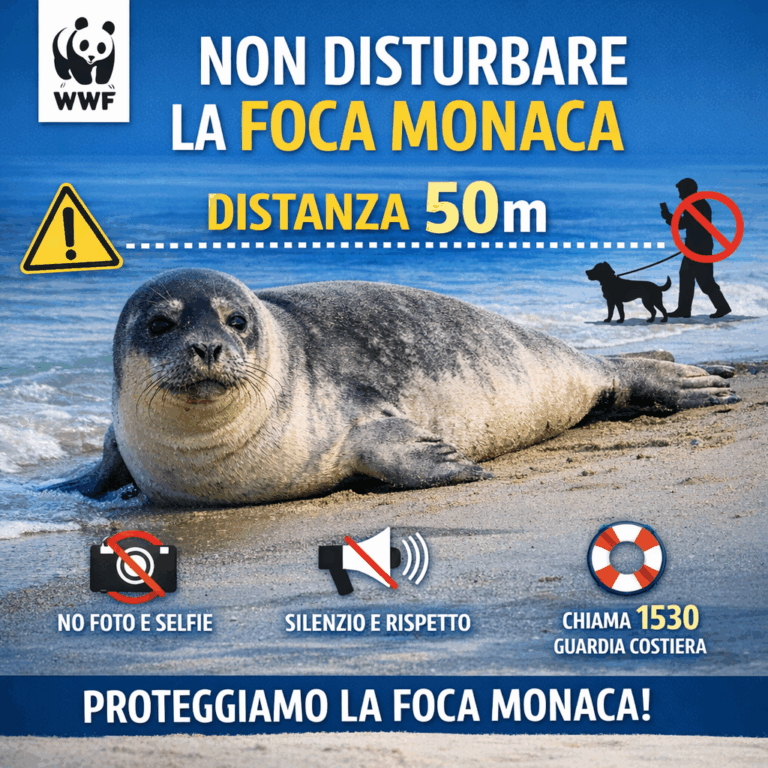 Foca monaca a Numana: un evento straordinario per il Conero. WWF Marche: “Rispetto e distanza: 50 metri per proteggerla”