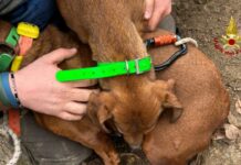 Carpegna, cane da caccia rimane bloccato in una tana: salvata dai Vigili del Fuoco
