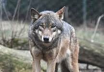 Il Sindaco Ucchielli torna a sollecitare Ministeri competenti e Regione a seguito delle segnalazioni dei cittadini sulla presenza dei lupi anche in prossimità delle abitazioni