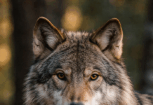 Lupi sempre più vicini alle case, Ucchielli chiede interventi urgenti