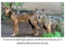 Vallefoglia, lupi vicino alle case: il Sindaco firma un’ordinanza con misure preventive