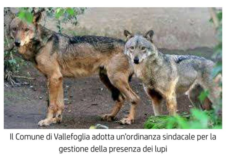 Vallefoglia, lupi vicino alle case: il Sindaco firma un’ordinanza con misure preventive
