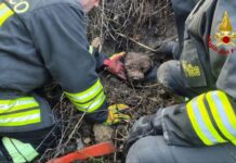Lunano, cane resta intrappolato in un tubo: salvato dai Vigili del Fuoco
