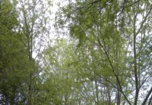 “Ecco perché conviene trasformare in ciclovia l’ex ferrovia Fano Urbino”