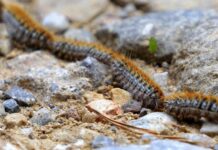 Processionaria del pino, controlli e interventi del Comune di Senigallia su tutte le aree pubbliche