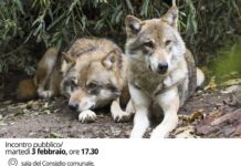 “Il lupo: più conoscenza, più consapevolezza”: incontro pubblico a Pesaro