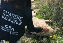Cani morti tra Loreto e Porto Recanati: salgono a 22 i ritrovamenti