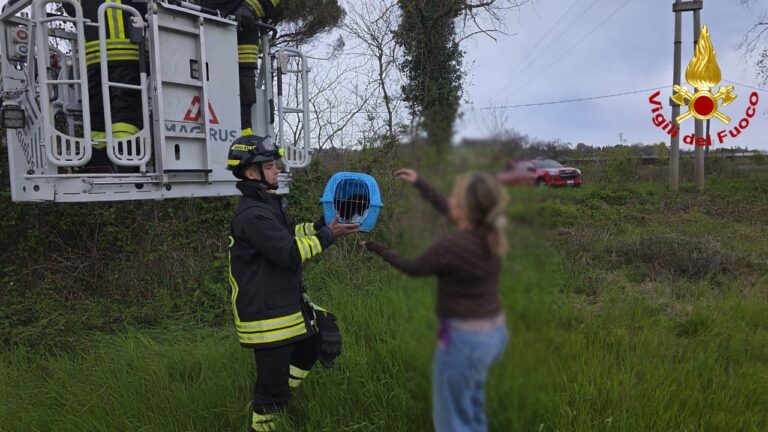 Fano, gatto si arrampica su un albero alto 10 metri: salvato dai VVF