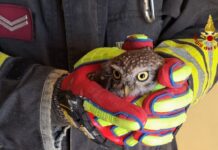 Castelfidardo, civetta intrappolata nella canna fumaria: salvata dai Vigili del Fuoco