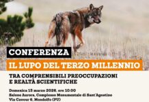 Il lupo del terzo millennio: incontro pubblico a Mondolfo