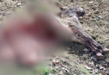 Fano, lupi attaccano un asino nelle campagne di Caminate