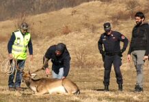 Arcevia, salvato un daino: Bugaro esalta il lavoro coordinato
