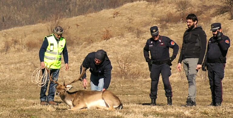 Arcevia, daino a rischio investimento: salvato e portato nell’oasi di Sassoferrato