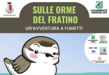 Fano, progetto europeo per salvare il Fratino e gli habitat costieri