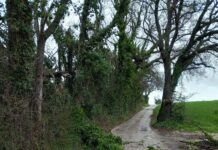 Maltempo a Fano, alberi caduti e interventi in corso