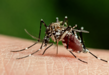 Fano, torna la campagna contro la zanzara tigre: interventi e regole per i cittadini