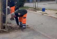 Fano, in corso la messa a dimora di 130 nuove piante in città