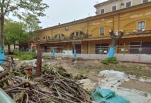 Taglio tigli in Piazza Costa, Quartiere 1: “Nessun confronto”