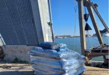 Maxi controlli nei porti marchigiani: sequestrata una tonnellata di vongole, multe per 15mila euro