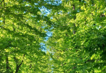 Verde urbano, mozione di Fano Cresce: “Serve un piano strutturale”