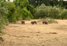 Fano, cinque cinghiali avvistati a Rosciano