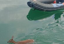 Capriolo in acqua e gattino intrappolato, doppio salvataggio dei Vigili del fuoco