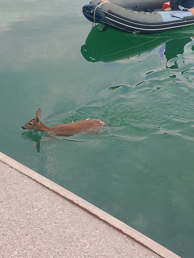 Capriolo in acqua e gattino intrappolato, doppio salvataggio dei Vigili del fuoco