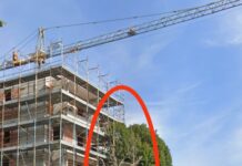 Ciclabile in viale Kennedy, la Lupus protesta per l’abbattimento di due lecci