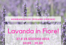 Mombaroccio si tinge di viola: torna Lavanda in Fiore