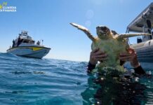 Due tartarughe Caretta caretta tornano in mare grazie alla Guardia di Finanza