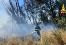 In fiamme 20 ettari di campo agricolo a Santa Maria dell’Arzilla. Intervento dei Vigili del Fuoco