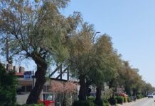 Verde urbano, le associazioni incontrano Curzi: “Servono più alberi e cure adeguate”