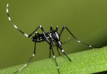 Zanzara tigre, Fano rilancia la prevenzione: campagna informativa e sanzioni per chi non elimina i ristagni d’acqua