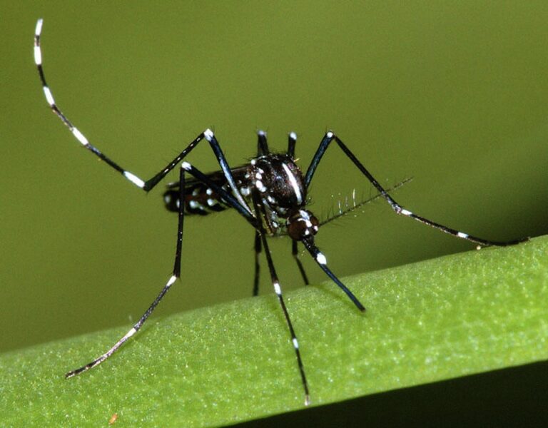 Zanzara tigre, Fano rilancia la prevenzione: campagna informativa e sanzioni per chi non elimina i ristagni d’acqua
