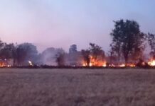 Fiamme in un campo di grano a Metaurilia di Fano: intervento tempestivo dei Vigili del Fuoco
