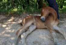 Puledro in difficoltà salvato dai Carabinieri Forestali sul Monte Catria