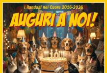 I Randagi nel Cuore festeggiano 10 anni: apericena solidale a Ponte Sasso
