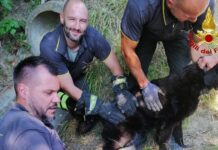 Cane bloccato nella condotta per le acque piovane: salvato dai Vigili del Fuoco
