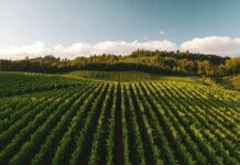 Marche, continua il calo delle aziende agricole e della pesca