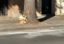 Tragedia nella notte a Pesaro: scooter contro un albero, muore un ragazzo di 23 anni